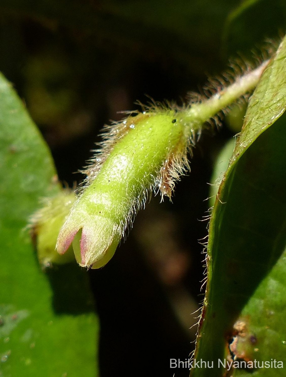 Symplocos pulchra subsp. hispidula (Thwaites) Noot.